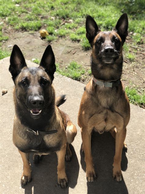 belgian malinois puppies for sale in florida